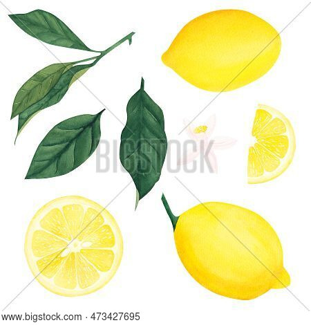 Watercolor Botanical Set Of Illlustration Of Lemon Leaf,fruits And Flower On White Background.illust