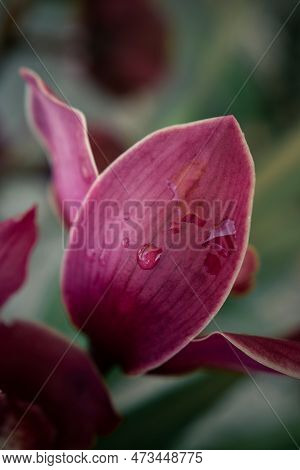 Detail Of Petal Of A Cymbidium Australian Red Orchid Or Cymbidium Black Silk After The Rain With Wat