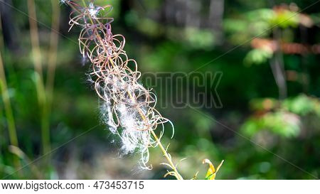 Chamaenerion Angustifolium Is Perennial Herbaceous Flowering Plant, Willowherb Family Onagraceae. Ca