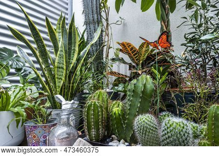 Group Of Decorative Indoor Plants With Various Cacti, Olive Trees, Sansevieria, Palm Trees And Pachi