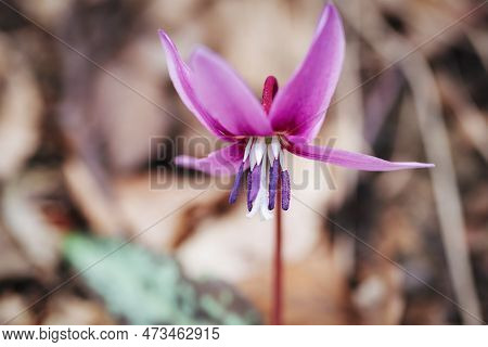 Dogtooth Purple Flowers, Close Up. Selective Focus.