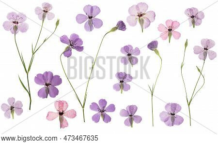 Pressed And Dried Flowers Viscaria. Isolated On White Background. For Use In Scrapbooking, Floristry