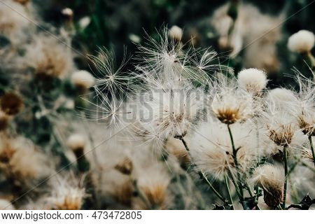 Lush Bull Thistle Swaying In The Wind Along The River In Kashgar, Xinjiang