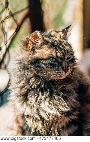 Portrait Of A Furry Mixed Breed Female Domestic Cat With Green Eyes That Resembles With Ragamuffin, 