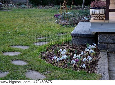 Is A Mini Iris With Early Blooming, Fragrant Plum Purple Flowers With A Touch Of Yellow That Grows S