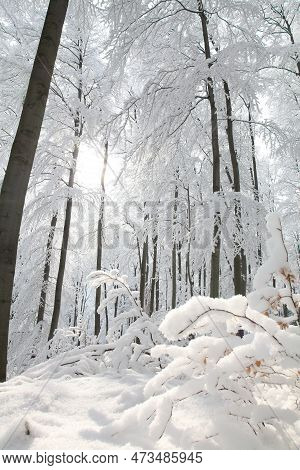 Winter woods forest sunrise morning Nature landscape Nature background landscape Nature snow Nature background landscape Nature background landscape Nature landscape Nature background trees Nature landscape Nature background landscape Nature landscape.