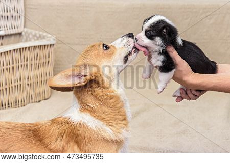 A Mom Dog Licks Her Puppy After Feeding.pembroke Welsh Corgi , Pets, Mother And Son