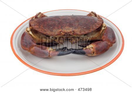 Yenilebilir Yengeç (kanser Pagurus)