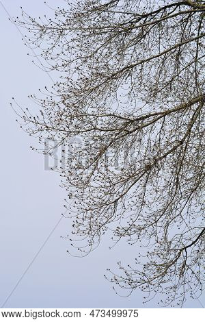 Boxelder Maple Branches With Flower Buds In The Winter