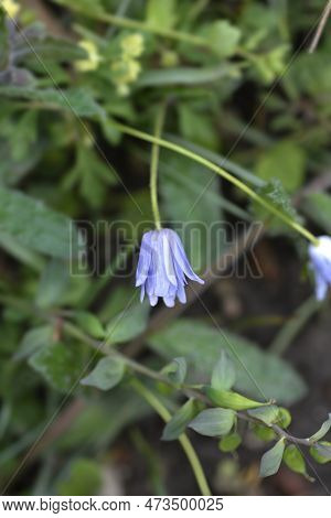 Apennine Anemone Blue Flower In The Spring