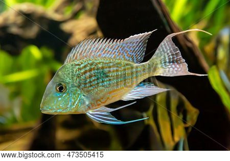 Sven's Geophagus (lat. Geophagus Sveni) With Beautiful Stripes On A Dark Background Of The Seabed. M