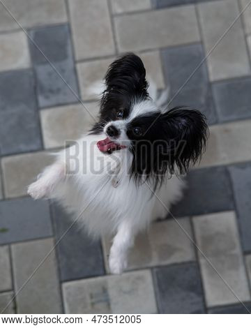 Top View Of Pappilion Dog On The Sidewalk. Portrait Of A Black And White Continental Spaniel.