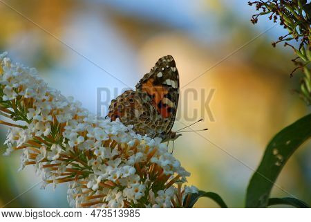 A Beautiful Butterfly Is Sitting On A White Flower.