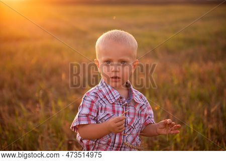Close Up Portrait Of Little Boy In Plaid Shirt. Todder With Emotions Eats Spikelet Of Wheat
