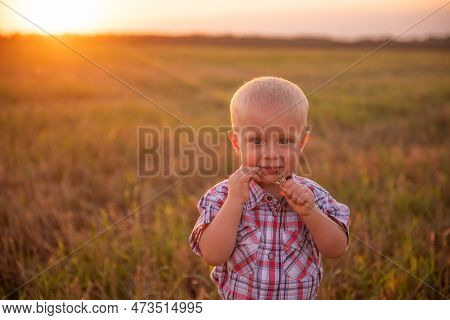 Close Up Portrait Of Little Boy In Plaid Shirt. Todder With Emotions Eats Spikelet Of Wheat