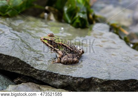 A Green Frog, Lithobates Clamitans, Rests On A Cameo Near A Pond.