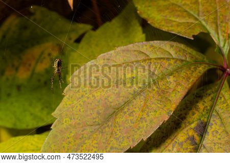 Nice Macro Image Of A Spider Web Sitting On Its Web With A Blurred Background And Selective Focus. A