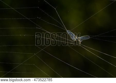 The Prey Of The Spider In The Web, The Aphid Became Entangled In The Threads Of The Web And Became P