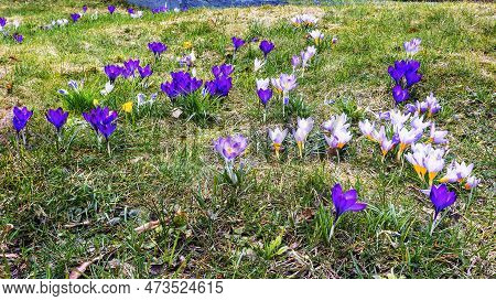 Crocus Flavus With Light And Blue Flowers In A Meadow In Early Spring