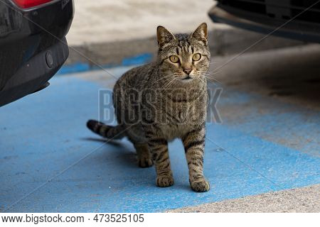 Cat. Stray Cat Passing Between Parked Cars In The Street Of Madrid. In Spain. Cat Looking At The Cam