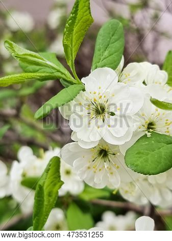 Prunus Cerasus Flowering Tree Flowers, Group Of Beautiful White Petals Tart Dwarf Cherry Flowers In 