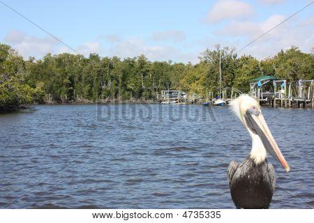 Everglades bizim arkadaşı