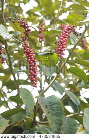 Bignay, Antidesma Bunius, Ripe Fruit In A Park In Sopo, Cundinamarca, Colombia.