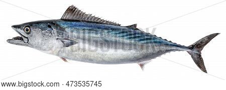 Fish Atlantic Bonito, With Open Mouth. Isolated On White Background