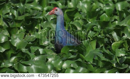 Rajkot, Gujarat, India. March-19-2023. Purple Swamphen (grey-headed Swamphen).