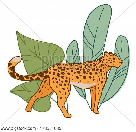 Leopard Walking By Wide Leaves Flora, Habitat