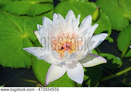 Closeup Of Gorgeous White Water Lily With A Pair Of Honey Bees Collecting Nectar