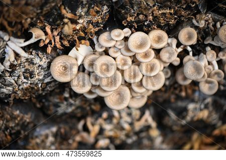 Mushroom Farm With Fresh Mushroom Growing On Mushroom Spawn - Lentinus Squarrosulus