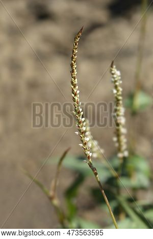 Mountain Fleece Alba Flower In The Garden