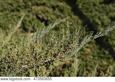 Pfitzer Juniper Branch With Buds In The Winter