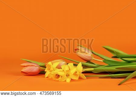 Daffodil And Tulip Spring Flowers On Orange Background With Copy Space