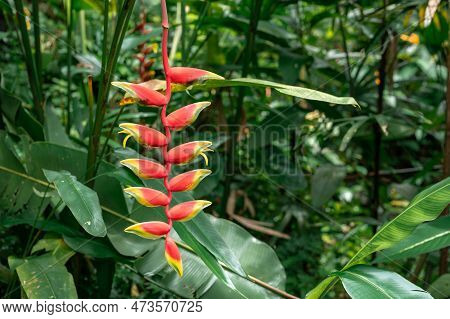 Vibrant Heliconia Rostrata Flower, Unique Shape And Vivid Colors In Breathtaking Detail. Standout In