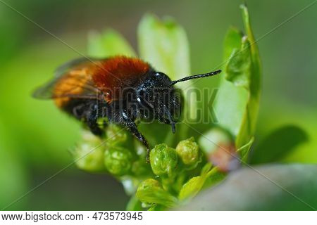 Natural Closeup On Colorful Red Furrey Female Tawny Mining Bee, Andrena Fulva Sitting On A Green Lea