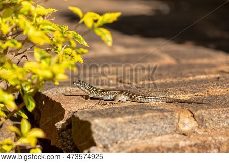 Zonosaurus Ornatus, The Ornate Girdled Lizard, Endemic Species Of Lizard In The Family Gerrhosaurida