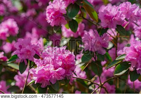 Flowers Of Rhododendron Pj Mezitt Blooming In May