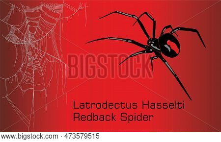 Australian Black Widow Spider - Illustration, 
Adult Female Red Back Spider