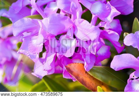 The Guaria Morada Orchid, Osta Ricas National Flower Or Chidaceae Or Purple Orchid Or Violet Orchid