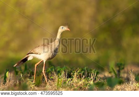 Close Up Of A Red Legged Seriema Standing In A Grass Field, Pantanal Brazil.