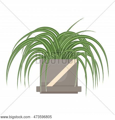 Chlorophytum House Plant In Flower Pot, Vector Icon On Whote Background.