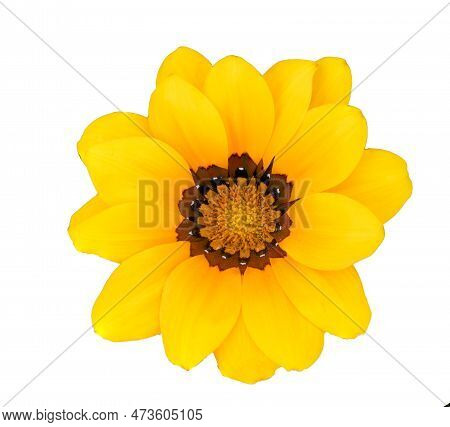 Yellow Garzania Blossom Against A White Background