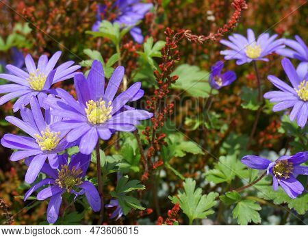 Beautiful Blue Anemone Apennina Flowers On Green Grass Background Close Up.