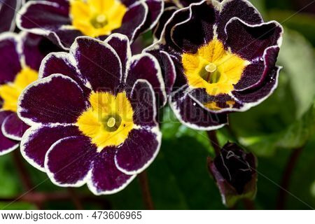 Red Primroses