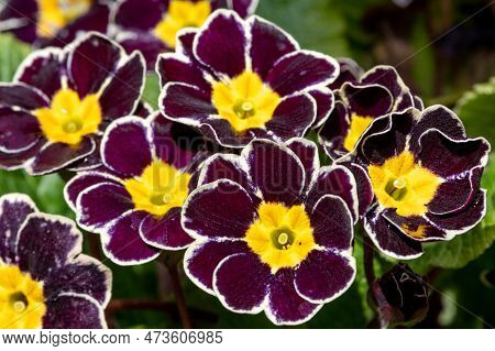 Red Primroses
