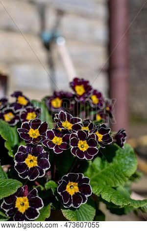 Red Primroses