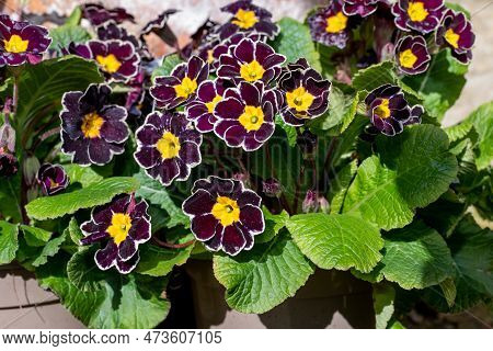Red Primroses