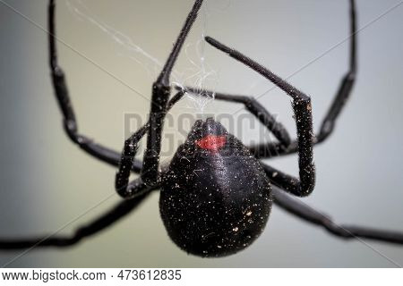 Close Up Of The Back End Of A Large Female Southern Black Widow, .showing The Silk Being Dispensed F